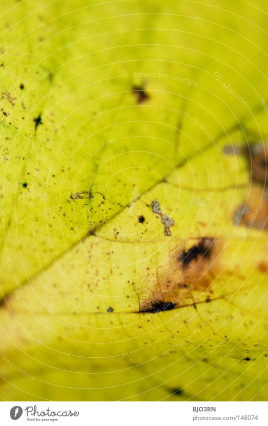 strictly speaking Botany Vessel Portrait format Rachis Branched Leaf Close-up Macro (Extreme close-up) Autumn Autumnal Detail Partial view of sheet