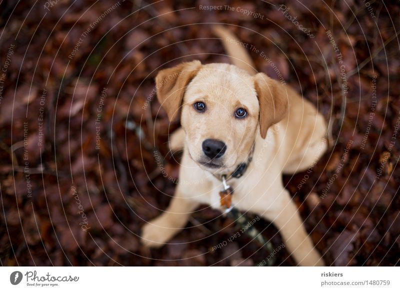 Play! Animal Pet Dog 1 Baby animal Looking Wait Cute Trust Curiosity Labrador Colour photo Exterior shot Shallow depth of field Animal portrait