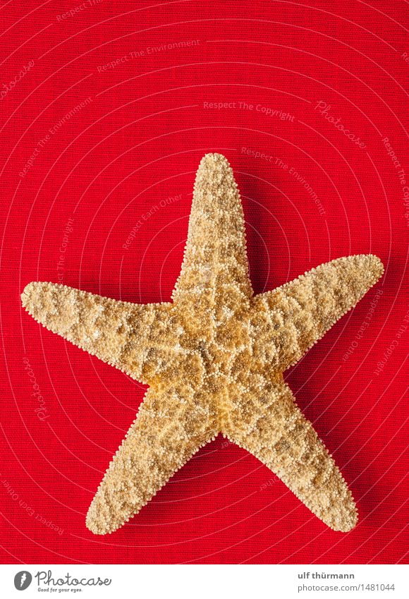 starfish Vacation & Travel Summer Summer vacation Beach Ocean Flat (apartment) Decoration Bathroom Environment Nature Water Animal Starfish Maritime Brown Red