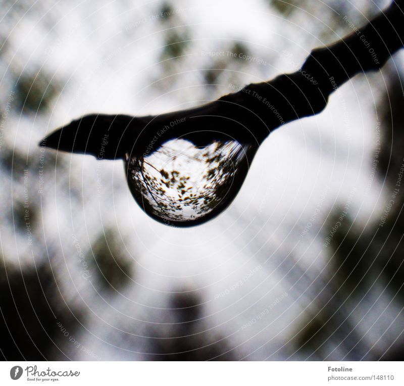 autumn rain Forest Pond Rain Autumn Autumnal Cold Wet Clouds Branch Tree Seasons Drops of water Magnifying glass Bud