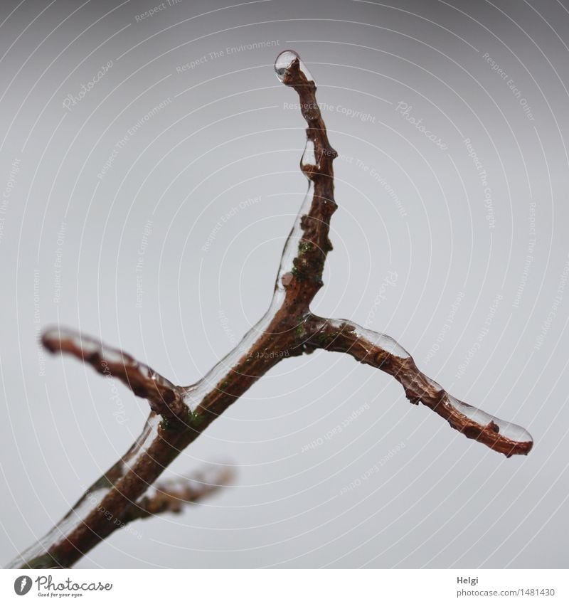 ice-cream on a stick... Environment Nature Plant Winter Ice Frost Bushes Twig Garden Exceptional Simple Uniqueness Cold Natural Brown Gray Bizarre Change