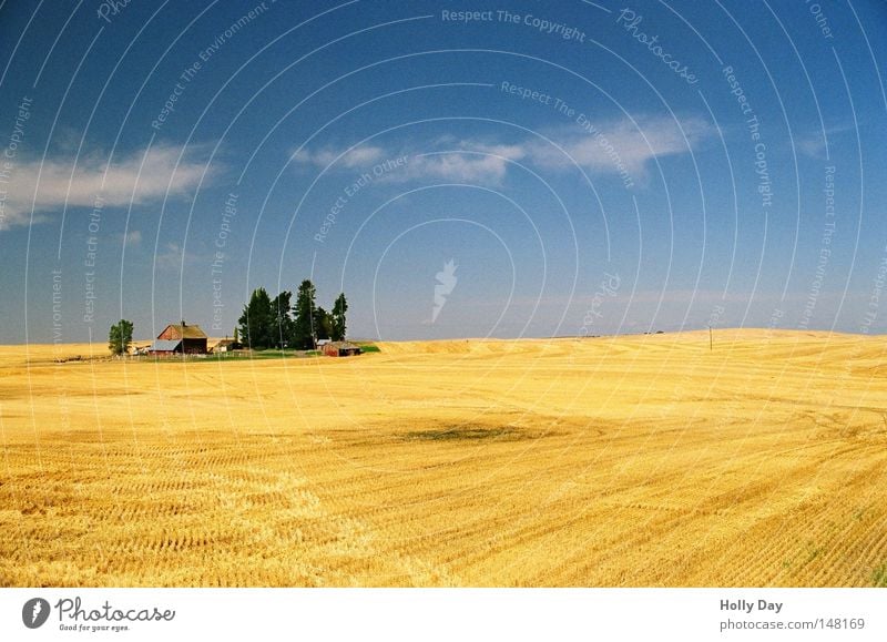 Old McDonald had a farm... Field Tree Pol-filter Blue Sky Beautiful weather Harvest Yellow Gold Golden yellow Pattern Horizon Summer Wheatfield Far-off places