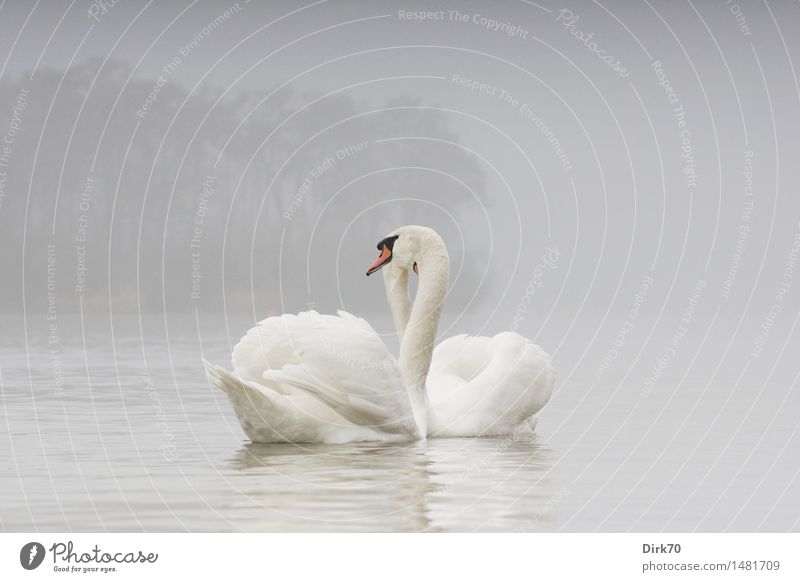 pair of swans Water Winter Fog Tree Forest Lakeside Pond Bird Swan Mute swan 2 Animal Pair of animals Rutting season Swimming & Bathing Dream Esthetic Elegant