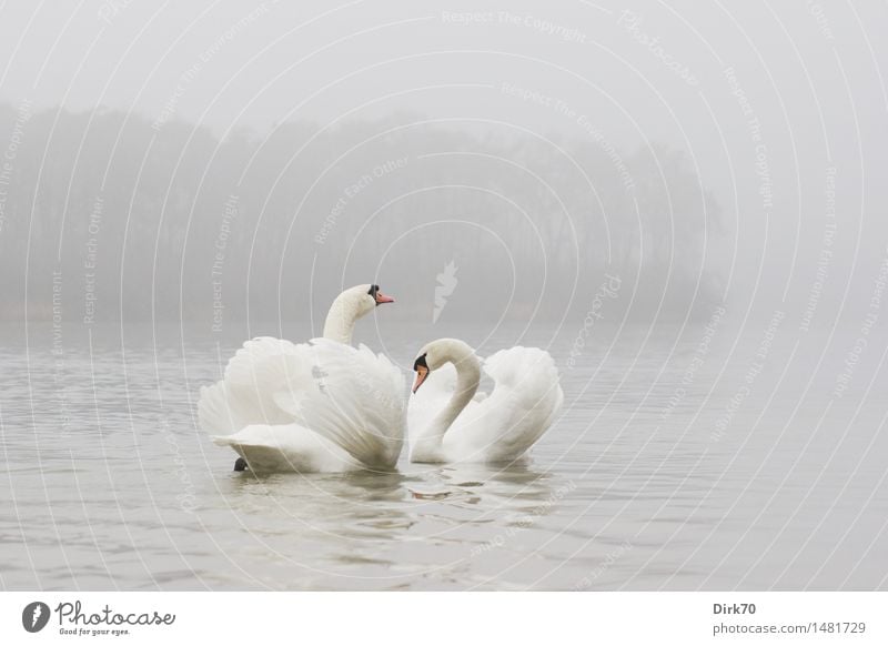 display behaviour Winter Bad weather Fog Pond Lake Swan Wing Mute swan 2 Animal Pair of animals Rutting season Swimming & Bathing Esthetic Cold Trust Sympathy