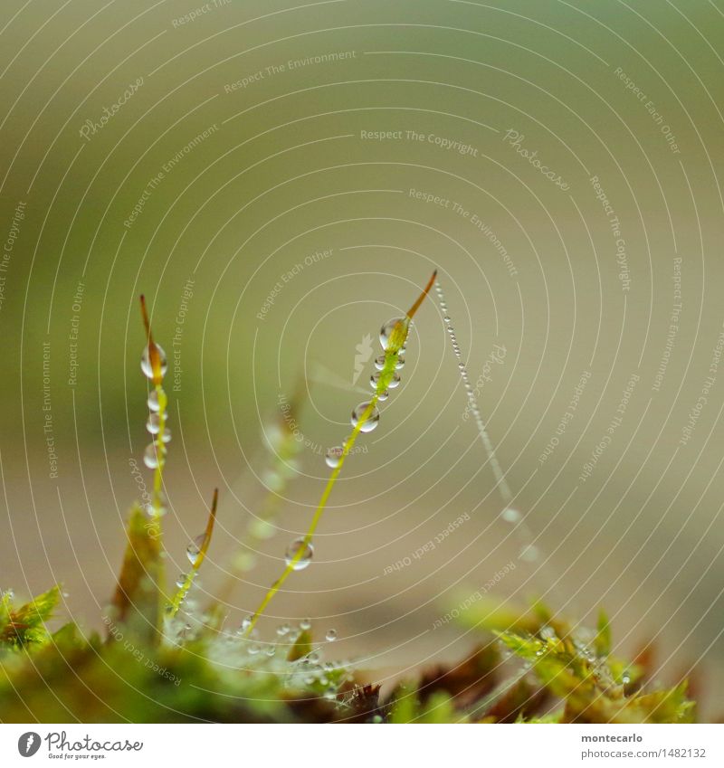 I don't think it's a big detail in the moss. Environment Nature Plant Drops of water Moss Wild plant Thin Authentic Fluid Tall Cold Small Near Wet Natural Round