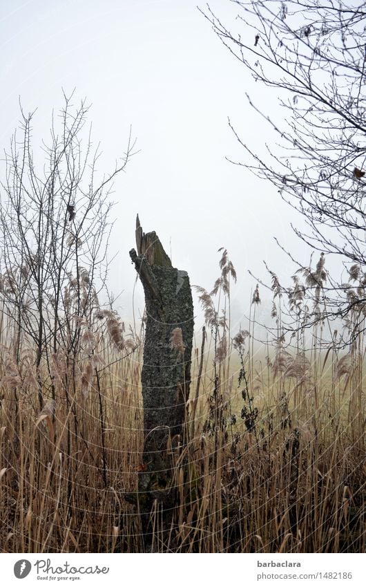 Bourgeois in the reeds Nature Landscape Earth Air Fog Plant Tree Grass Common Reed Tree stump Stand Bright Broken Wet Point Relaxation Calm Survive Environment