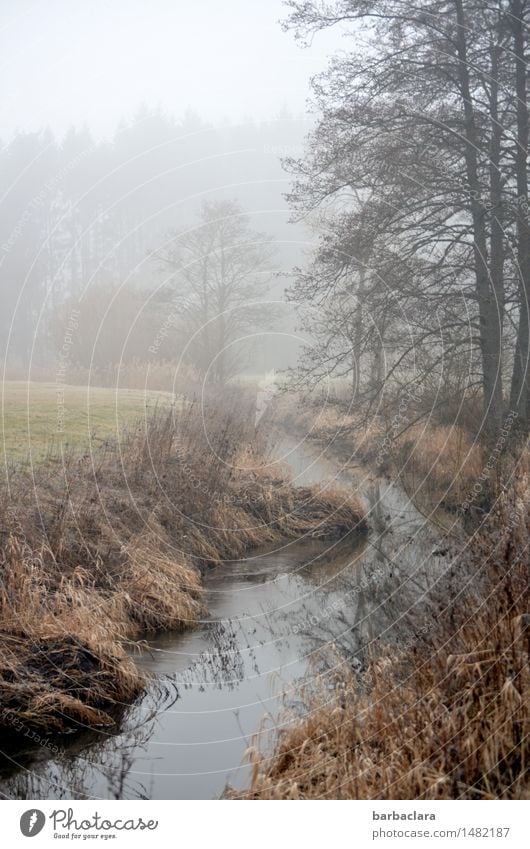 Where wild boars are active at night Nature Landscape Earth Water Winter Fog Meadow Forest Brook Cold Moody Climate Environment Colour photo Subdued colour