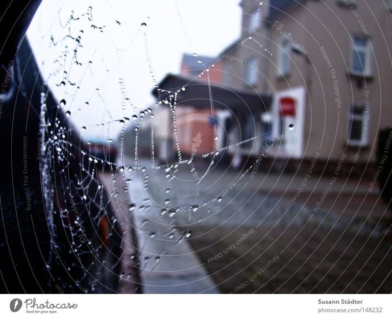 i think i spider! Spider Spider's web Mittweida district Motor vehicle Blue Street Side mirror Mirror Driving Cold Freeze Drops of water Dew