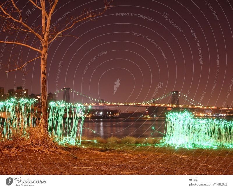 contaminated Bridge Tree New York City Bleak Grass Violet Green Americas USA