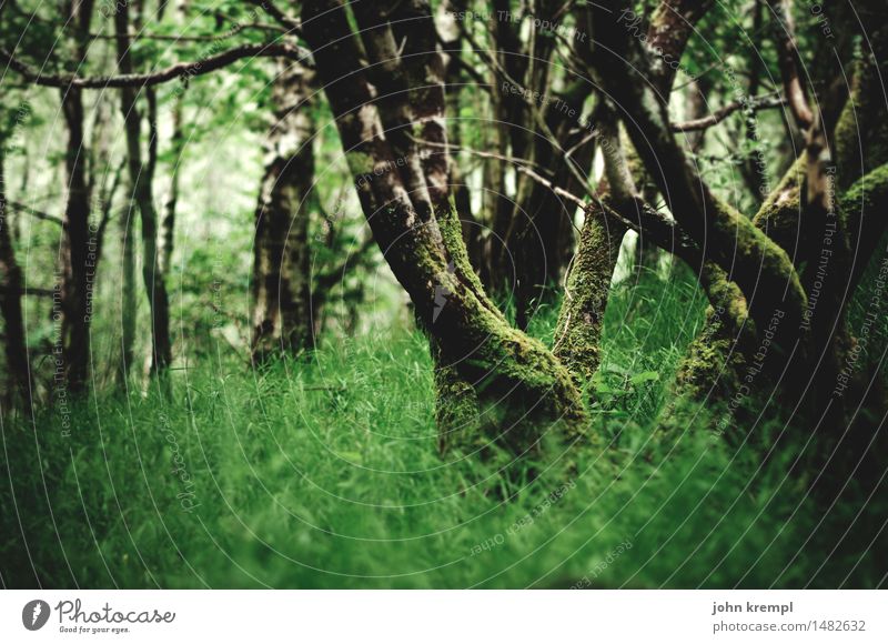 Little Green Environment Nature Landscape Spring Summer Tree Grass Park Forest Virgin forest Scotland Growth Friendliness Healthy Positive