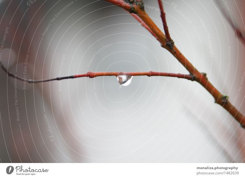 raindrop Nature Plant Autumn Winter Bad weather Rain Tree Bushes Wild plant Red Relaxation Environment Colour photo Exterior shot Close-up Detail