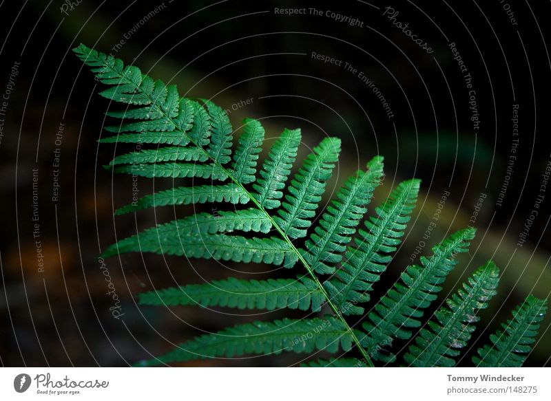 Numero 100 Plant Pteridopsida Fern Fern leaf Woodground Botany Environmental protection Biology Ecological Marsh Rachis Growth Maturing time Virgin forest