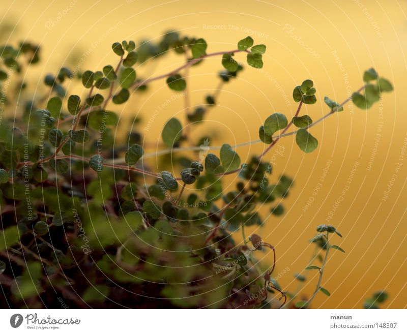 shingled hair Plant Houseplant Living room Evening sun Leaf Delicate Green Yellow Macro (Extreme close-up) Close-up angel's tears Soleirolia soleirolii