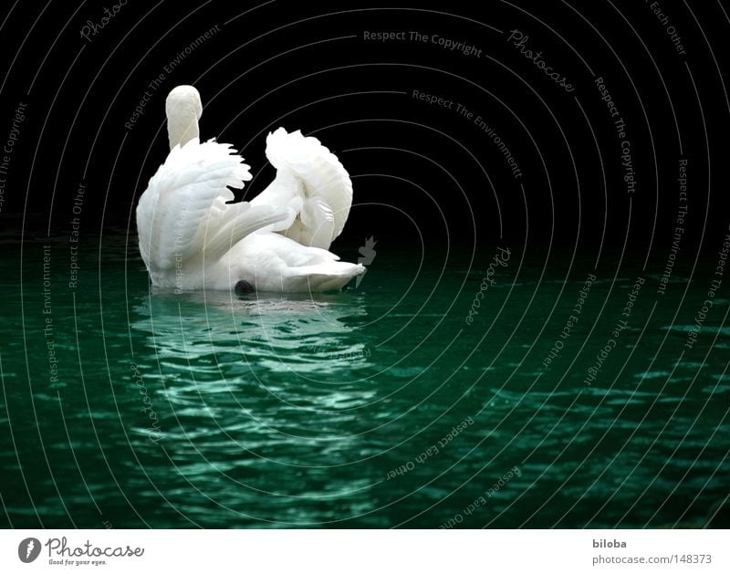 journey Swan Poultry Feather Neck Long Soft Esthetic Graceful Humble Flamingo Auks Duck birds Flying Noble Elegant Wing Black White Bird Water White crest