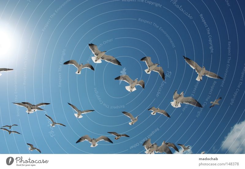 SWARM INTELLIGENCE Sky Air Free Bird Flock of birds Glide Hover Movement Peace Sporting event Competition Flying Freedom seagull seagulls Blue flown Multiple