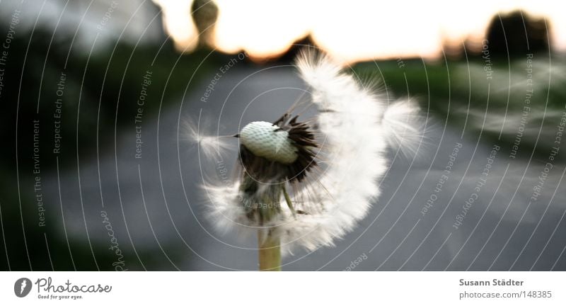 side wind Dandelion Agriculture Stamen Pollen Blow White Summer Summery Summer mood Sunbeam Green Fresh Spring Autumn Stalk Mouth Hand Field Pasture Willow tree