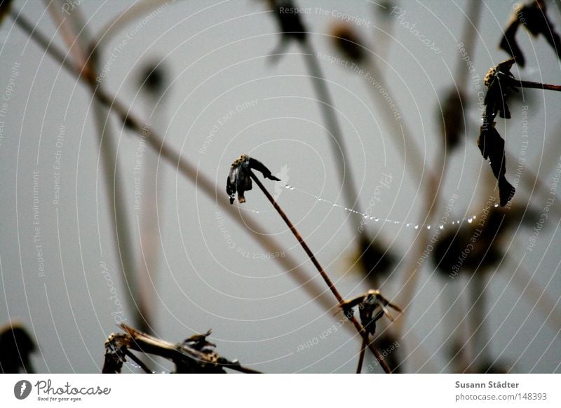 Together we can... Rain Drops of water Dew Frozen Freeze Ice Cold Winter Fog Hand Spider Spider's web Cobwebby Spin Wood Stalk Autumn Leaves Winter