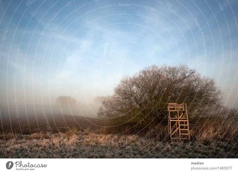 high stand Landscape Sky Cloudless sky Winter Weather Beautiful weather Fog Plant Tree Grass Bushes Meadow Field Deserted Hunting Blind Cold Blue Brown White