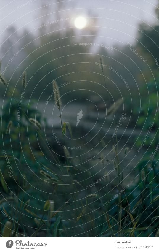 Feeling Green Blue Grey Morning Twilight Autumn Day Moody Grass Garden Horticulture Nature Looking Vantage point Perspective Fog Drops of water Dew Sun East