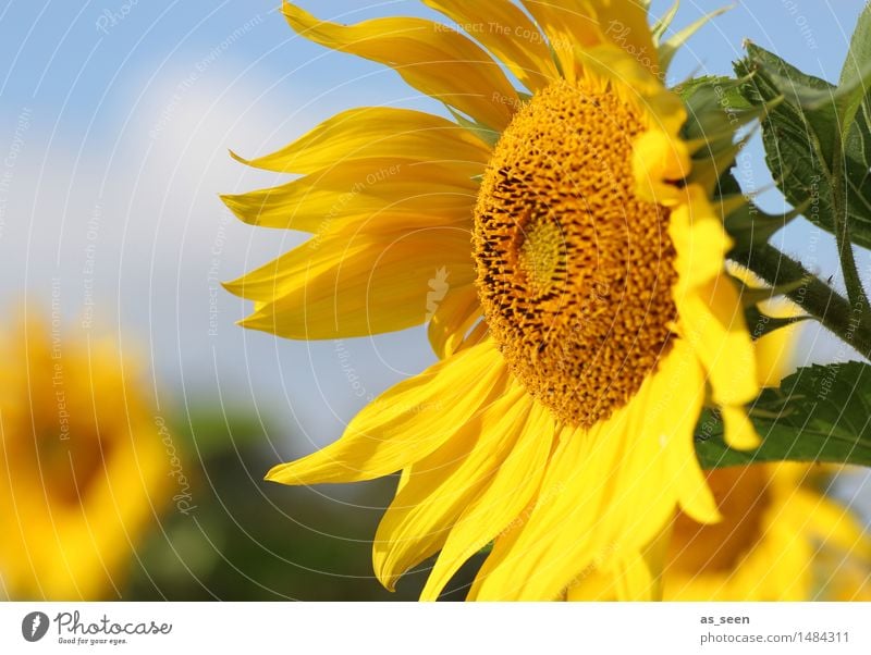 sunflowers Happy Wellness Life Harmonious Trip Freedom Summer Sun Thanksgiving Environment Nature Sunlight Climate Beautiful weather Plant Flower Leaf Blossom