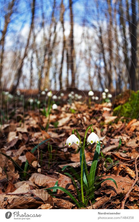 spring Senses Hiking Environment Nature Landscape Plant Earth Spring Climate Beautiful weather Flower Wild plant Park Forest Blossoming Relaxation Growth