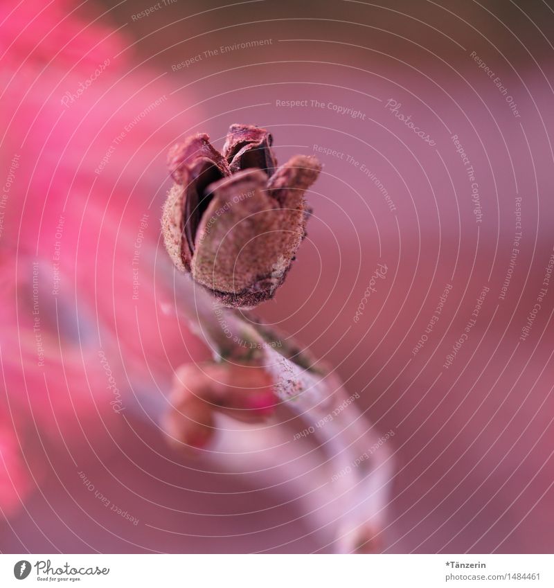 pink Nature Plant Winter Beautiful weather Bushes Garden Park Esthetic Fresh Natural Pink Calm Colour photo Multicoloured Exterior shot Macro (Extreme close-up)