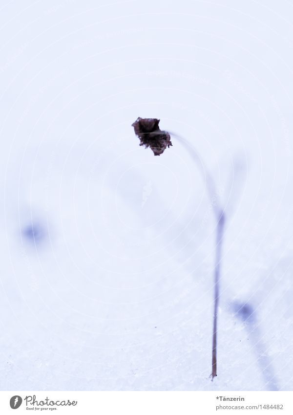 white Nature Plant Winter Snow Flower Blossom Garden Uniqueness Natural Dry Brown White Sadness Grief Colour photo Subdued colour Exterior shot