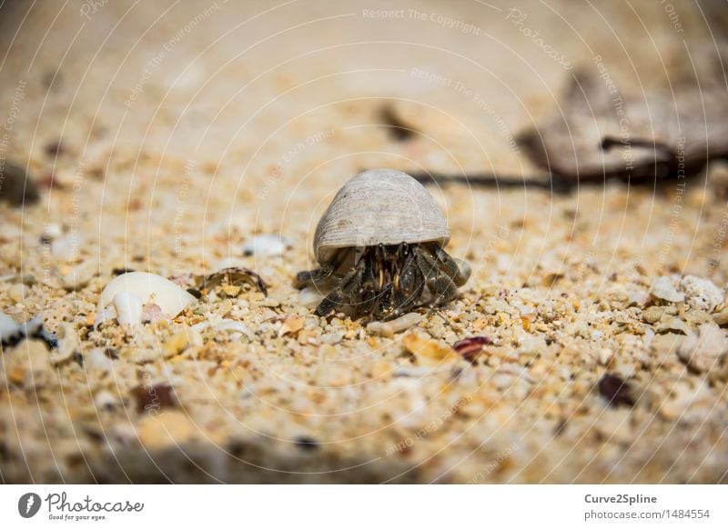 Mr. Crab Nature Sand Coast Beach Ocean Crawl Shellfish Shrimp Sandy beach Protection Mussel Mussel shell Animal Grain of sand Seafood Marine animal Small