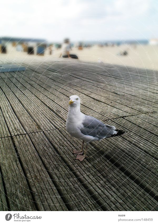 Day at the sea Relaxation Vacation & Travel Tourism Summer Beach Ocean Nature Animal Sand Sky Horizon Beautiful weather Coast Wild animal Bird Seagull 1 Wood