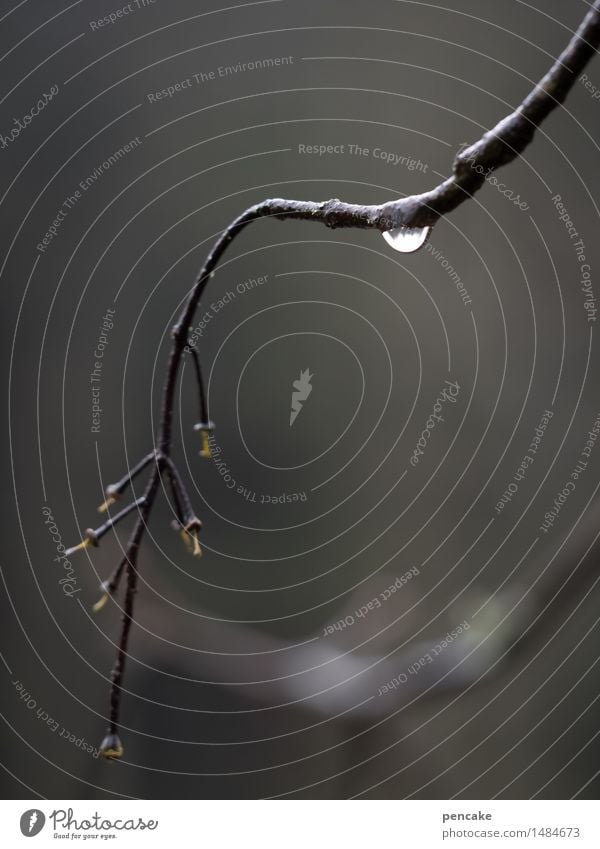 tears on journeys Nature Elements Drops of water Tree Forest Sign Wisdom Purity Modest Humble Sadness Exhaustion Branch Blossom Rain Cry Tears Lighting effect