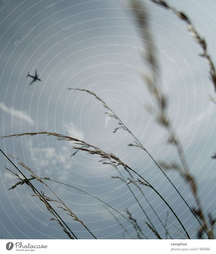 plague of insects Airplane Covers (Construction) Grass Sky Field Wind Airport Aviation grässer Grain Cereal Trajectory Vacation & Travel Gale Clouds