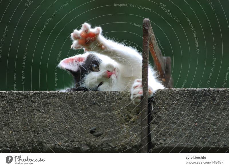 Give me five! Relaxation Freedom Wall (barrier) Wall (building) Pelt Cat Paw Metal To enjoy Lie Cuddly Soft Black White Comfortable Tepid Stretching Kitten Wave