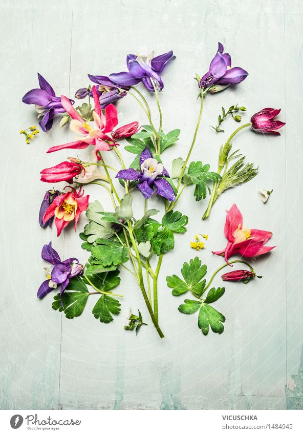 spring colorful garden flowers , columbine Style Design Summer Garden Decoration Table Nature Plant Flower Leaf Blossom Bouquet Ornament Blossoming Yellow Pink