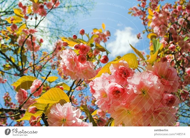 resistance Spring Blossom Blossoming Flower Cherry blossom Blossom leave Hope Sky Horticulture Agriculture Gardener Green Plant Beautiful Noble Street boundary