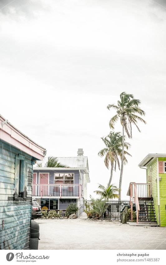 Under palm trees Vacation & Travel Tourism Far-off places Summer Summer vacation Living or residing House (Residential Structure) Dream house Florida USA