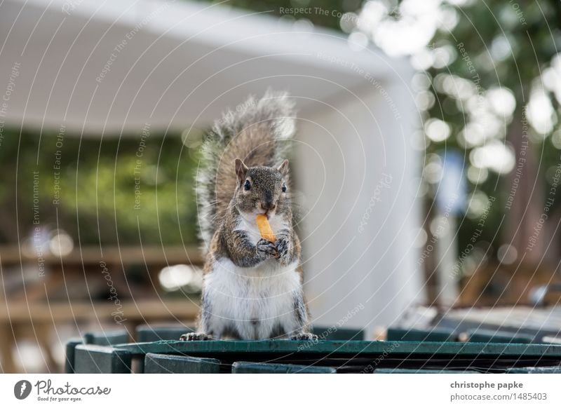 yummie USA Florida Animal Wild animal Animal face Pelt Claw Paw Squirrel 1 To hold on To feed Stand Friendliness Curiosity Cute Contentment Bushy