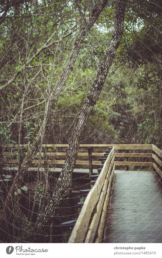 The woodpath Nature Plant Tree Park Forest Virgin forest Florida USA Natural Wild Tourism Vacation & Travel Wet Colour photo Subdued colour Deserted Day