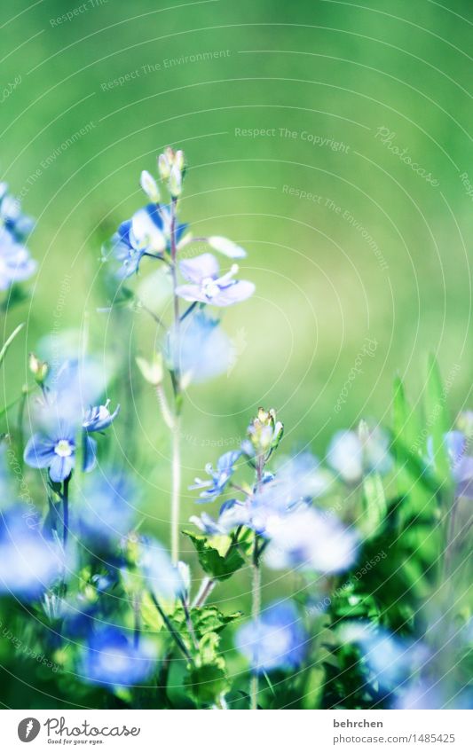 summertime Nature Plant Spring Summer Beautiful weather Flower Grass Leaf Blossom Veronica Garden Park Meadow Field Blossoming Fragrance Faded Growth Fresh