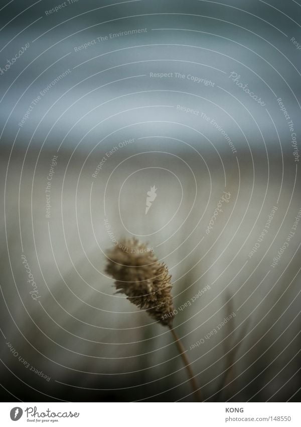 micro open Nature Lake Baltic Sea Plant Apiaceae Blossom Grass Blur Tone-on-tone Dreary Gray Individual Loneliness Beach Beach dune Dune