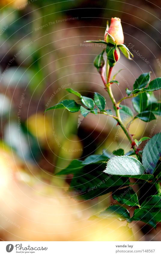 rose Rose White Delicate Peace Smooth Beautiful Esthetic Flower Blossom Noble Pink Nature Blur Autumn Summer Blossoming November Pure Pick Bouquet Plant Calm