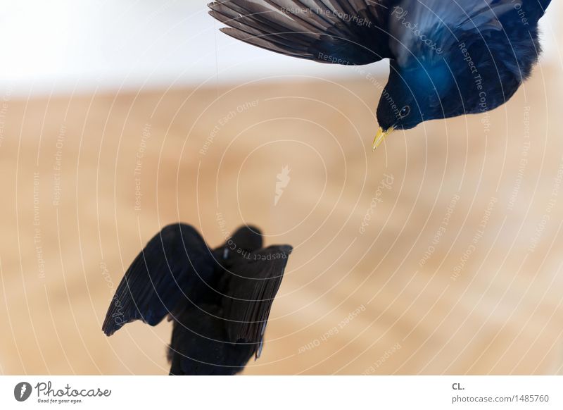 birds Exhibition Museum Environment Nature Animal Wild animal Dead animal Bird Animal face Wing 2 Flying Stagnating Death Colour photo Deserted Copy Space left