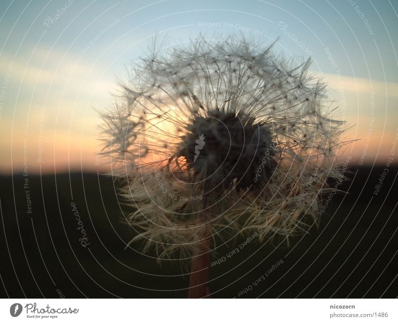 sunflower Dandelion Sunset