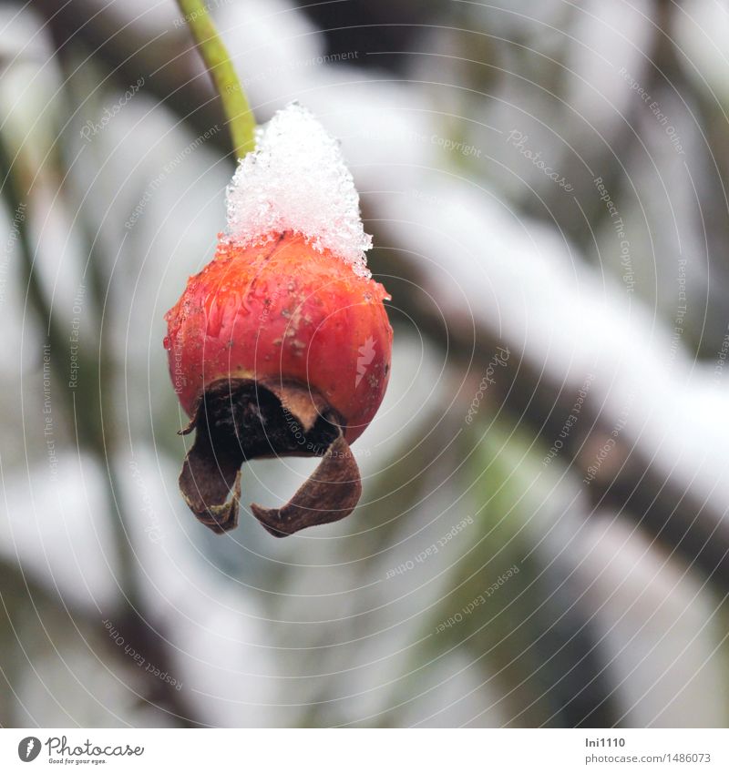 Rosehip with snow cap Nature Plant Water Winter Weather Ice Frost Snow Snowfall pink Rosehip of the climbing rose Garden Park pretty Cold Small naturally Cute