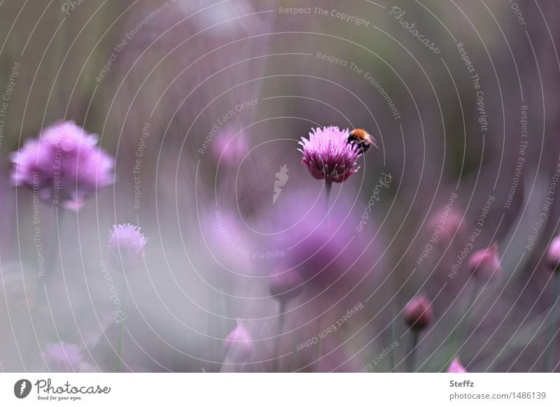 Summer idyll in the garden Chives chive blossom flowering chives local plant Bee busy bee purple flowers Purple flowers Summer feeling Blossom summer idyll