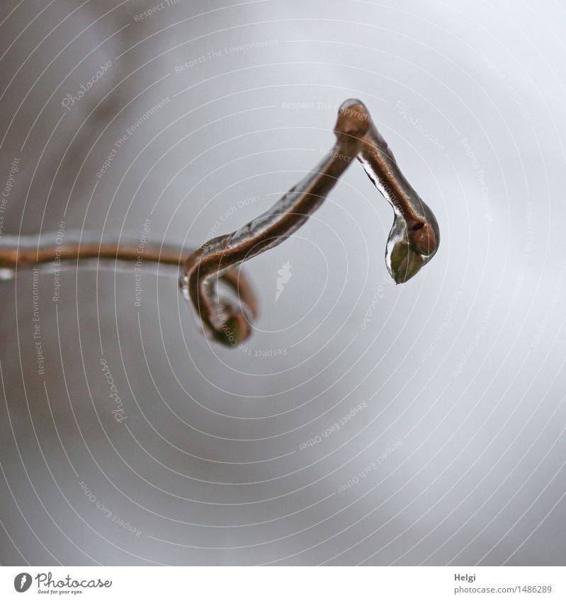 Ice on a stick with knots... Environment Nature Plant Winter Frost Bushes Twig Bud Garden Freeze Exceptional Uniqueness Cold Natural Brown Gray Bizarre Change