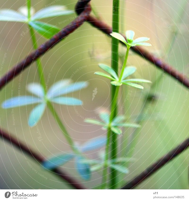 By the wayside Fence Garden fence Wire netting fence Barrier Plant Wayside Autumn Autumnal Seasons Yellow Green Growth Flower Macro (Extreme close-up) Close-up