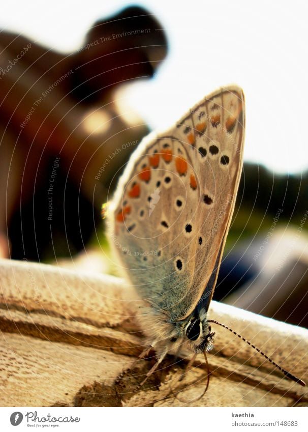 approximation attempts Beautiful Summer Animal Butterfly Break Wild animal Wing Nature Blue Lycaeides idas Wait Subdued colour Detail Macro (Extreme close-up)