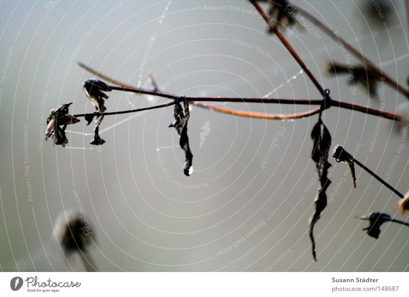 out-Autumn-won-winter Winter Cold Branch Drops of water Dew Freeze Ice Bum around Cobwebby Spider's web Spider legs Legs Fog Perspective Limitation