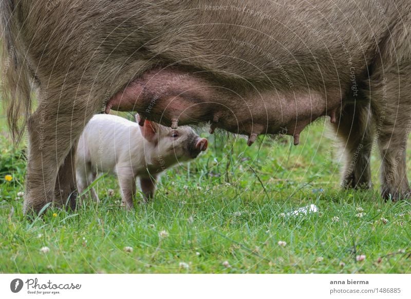 piglet heaven Food Meat Sausage Nutrition Organic produce Harmonious Relaxation Calm vacation Farm Farmer Agriculture Forestry Animal Farm animal Animal face