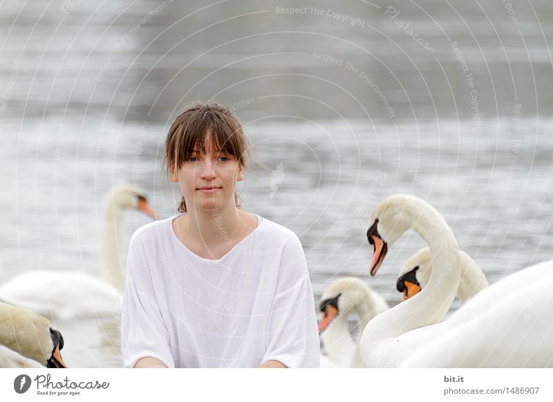 Under swans Vacation & Travel Trip Adventure Joy luck Joie de vivre (Vitality) Swan Nature Fairy tale Colour photo Exterior shot Copy Space top Day